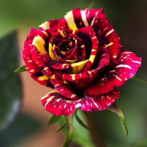 Meteor Shower Rose Seeds 100+ (Rosa Rugosa Thunb)Fácil crecimiento de flores orgánicas semillas frescas para plantar jardín al aire libre