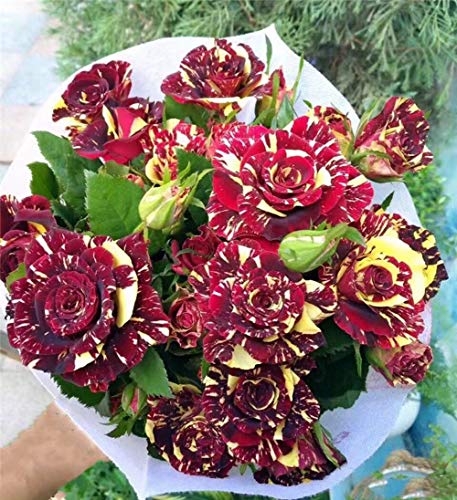 Meteor Shower Rose Seeds 100+ (Rosa Rugosa Thunb)Fácil crecimiento de flores orgánicas semillas frescas para plantar jardín al aire libre