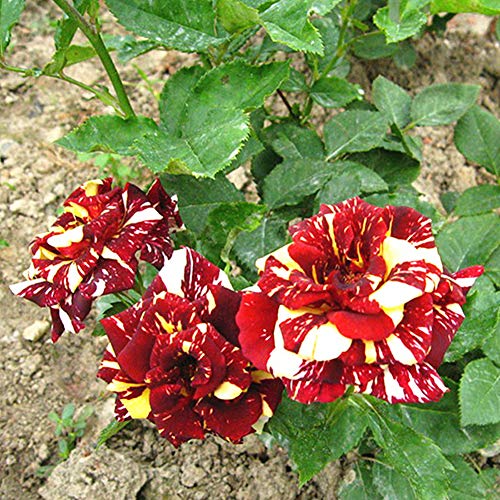 Meteor Shower Rose Seeds 100+ (Rosa Rugosa Thunb)Fácil crecimiento de flores orgánicas semillas frescas para plantar jardín al aire libre