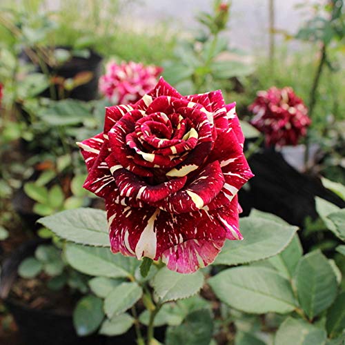 Meteor Shower Rose Seeds 100+ (Rosa Rugosa Thunb)Fácil crecimiento de flores orgánicas semillas frescas para plantar jardín al aire libre