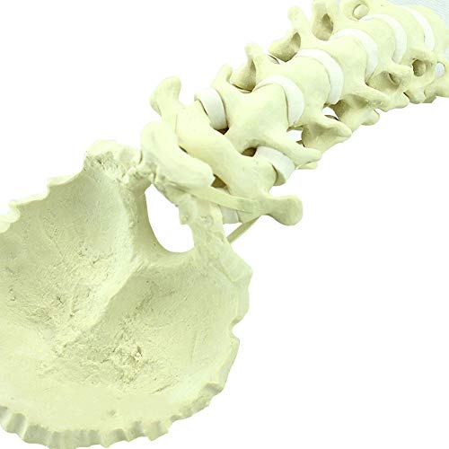 Modelo de Columna Cervical Humana, 2 Partes, Incluyendo Hueso Cortical Duro y Hueso Esponjoso Blando (Hueso Esponjoso)
