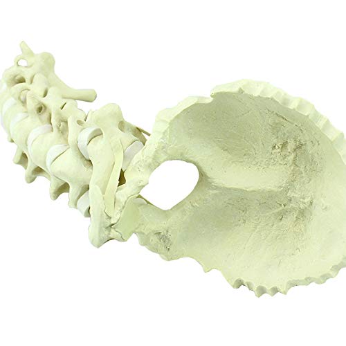 Modelo de Columna Cervical Humana, 2 Partes, Incluyendo Hueso Cortical Duro y Hueso Esponjoso Blando (Hueso Esponjoso)