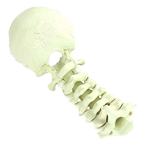Modelo de Columna Cervical Humana, 2 Partes, Incluyendo Hueso Cortical Duro y Hueso Esponjoso Blando (Hueso Esponjoso)