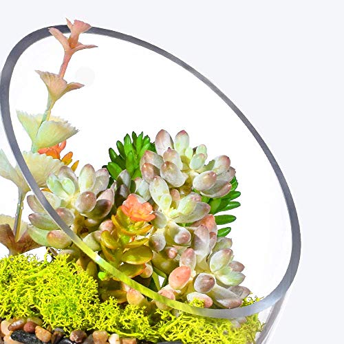 MornBee - Cuenco grande de cristal transparente, 17,5 x 14 cm, maceta de cristal de apertura grande, soporte para plantas de aire de cristal, terrario de vidrio