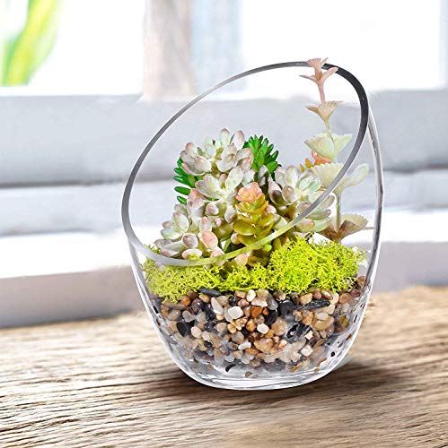 MornBee - Cuenco grande de cristal transparente, 17,5 x 14 cm, maceta de cristal de apertura grande, soporte para plantas de aire de cristal, terrario de vidrio