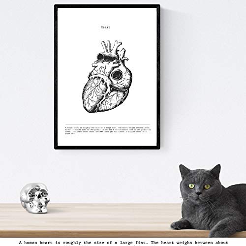Nacnic Posters de anatomía en Blanco y Negro con imágenes del Cuerpo Humano. Láminas sobre biología y Medicina con Detalle de Corazón. Tamaño A3. Sin Marco.