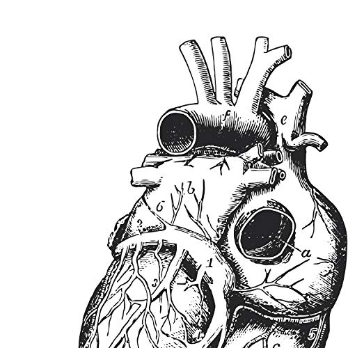 Nacnic Posters de anatomía en Blanco y Negro con imágenes del Cuerpo Humano. Láminas sobre biología y Medicina con Detalle de Corazón. Tamaño A3. Sin Marco.
