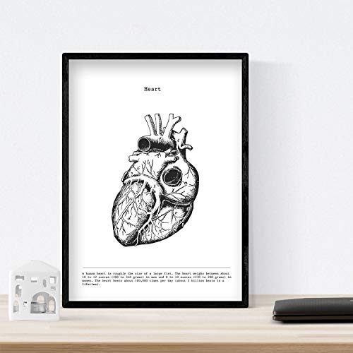Nacnic Posters de anatomía en Blanco y Negro con imágenes del Cuerpo Humano. Láminas sobre biología y Medicina con Detalle de Corazón. Tamaño A3. Sin Marco.