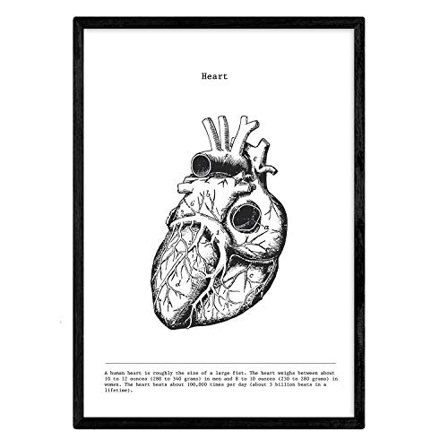 Nacnic Posters de anatomía en Blanco y Negro con imágenes del Cuerpo Humano. Láminas sobre biología y Medicina con Detalle de Corazón. Tamaño A3. Sin Marco.