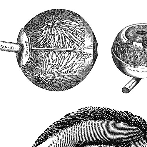 Nacnic Set de 3 Posters de anatomía en Blanco y Negro con imágenes del Cuerpo Humano. Pack de láminas sobre biología con Ojos, Oreja y Cráneo. Tamaño A3. con Marco.
