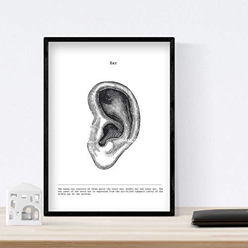 Nacnic Set de 3 Posters de anatomía en Blanco y Negro con imágenes del Cuerpo Humano. Pack de láminas sobre biología con Ojos, Oreja y Cráneo. Tamaño A3. con Marco.