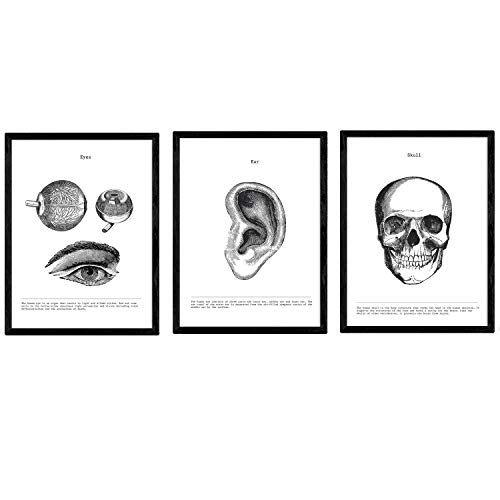 Nacnic Set de 3 Posters de anatomía en Blanco y Negro con imágenes del Cuerpo Humano. Pack de láminas sobre biología con Ojos, Oreja y Cráneo. Tamaño A3. con Marco.