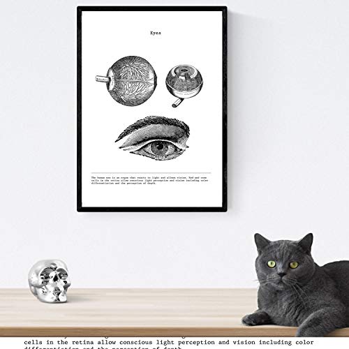 Nacnic Set de 3 Posters de anatomía en Blanco y Negro con imágenes del Cuerpo Humano. Pack de láminas sobre biología con Ojos, Oreja y Cráneo. Tamaño A3. con Marco.