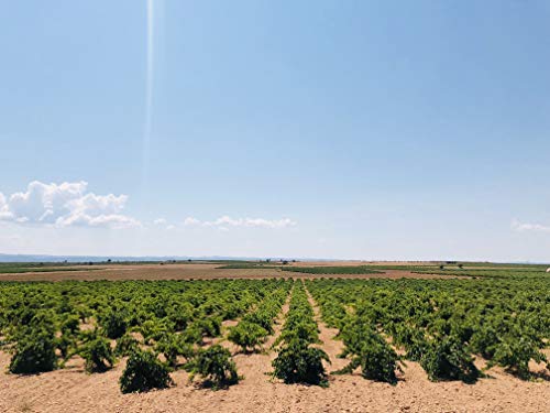 ¡OFERTA! // Cueva Llana Syrah Eco 2019, Vino Tinto Ecológico, DOP Manchuela, Caja de 6 botellas de 75cl