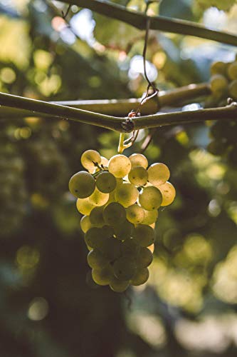 Paco & Lola, Vino Blanco, 300 cl - 3000 ml