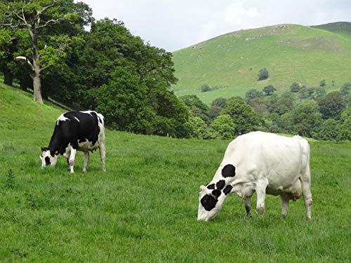 PINK SUN Natural Whey Aislado de Proteína de Suero 1kg Hierba Alimentada sin Hormonas Neutro sin Sabor sin Gluten sin Soja Whey Protein Isolate Powder (92% protein) Grass fed Unflavoured 1000g