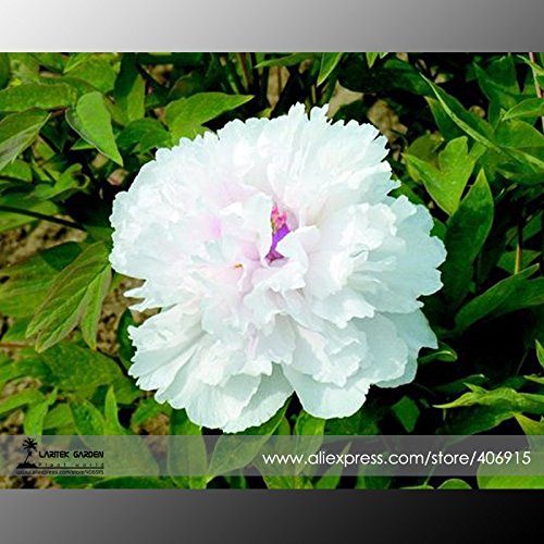 PinkdoseÂ 2018 Hot Sale Rare 'Swan Velvet' White Peony w/Purple Heart Flower Seeds, paquete profesional, 5 semillas/paquete, Light Fragrant E3364