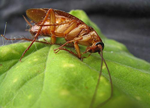 Protect Home Gel Anticucarachas Cebo Contra Cucarachas, Azul, 1 x 5 gramos