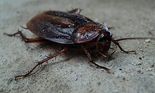 Protect Home Gel Anticucarachas Cebo Contra Cucarachas, Azul, 1 x 5 gramos