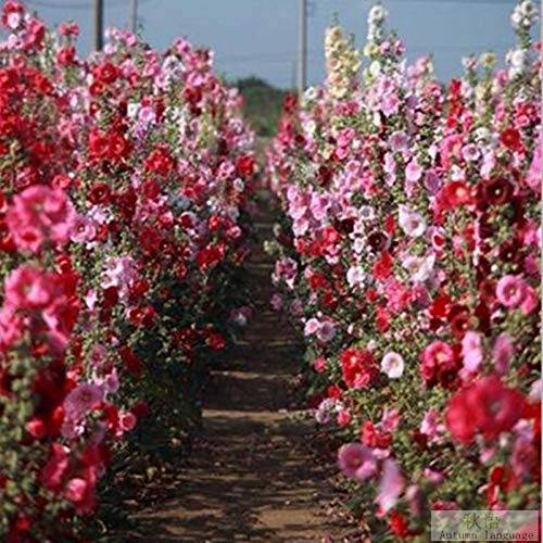 Raras Semillas de Hierba,Semillas de Malva de Doble Flor Jardín Jardín Planta Verde Balcón Flores en Maceta-Rosa White_200,Semillas de macetas de Flores