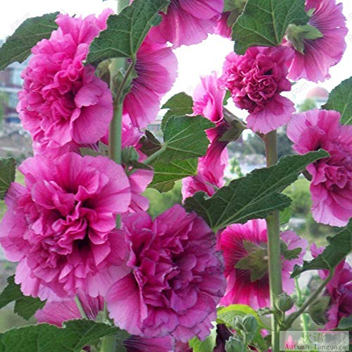 Raras Semillas de Hierba,Semillas de Malva de Doble Flor Jardín Jardín Planta Verde Balcón Flores en Maceta-Rosa White_200,Semillas de macetas de Flores