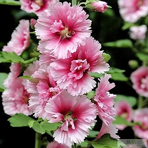 Raras Semillas de Hierba,Semillas de Malva de Doble Flor Jardín Jardín Planta Verde Balcón Flores en Maceta-Rosa White_200,Semillas de macetas de Flores