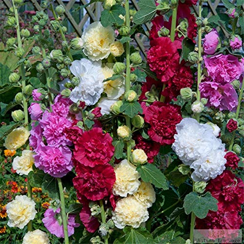 Raras Semillas de Hierba,Semillas de Malva de Doble Flor Jardín Jardín Planta Verde Balcón Flores en Maceta-Rosa White_200,Semillas de macetas de Flores