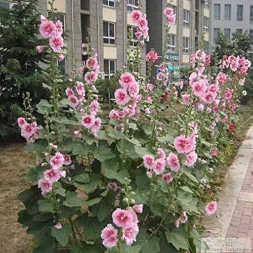 Raras Semillas de Hierba,Semillas de Malva de Doble Flor Jardín Jardín Planta Verde Balcón Flores en Maceta-Rosa White_200,Semillas de macetas de Flores