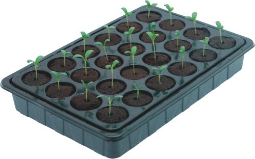 ROOT!T Kit de propagación de Esponja de Valor, 12-550-145