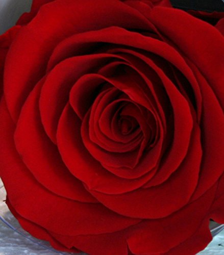 Rubis-Rose Rosa eterna ROJA