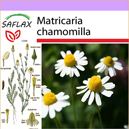 SAFLAX - Manzanilla común - 300 semillas - Matricaria chamomilla