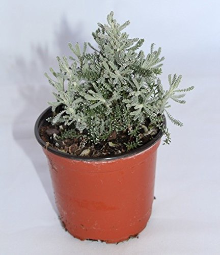 Santolina (Maceta 10,5 cm Ø) - Planta viva - Planta aromatica