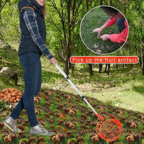 SCJS Recolector de nueces Nueces Castañas Cosechadora Rodillo Recolector de nueces Bola de aleación de Aluminio retráctil Recolector de Frutas de jardín Herramienta de huertos Familiares Nuevo