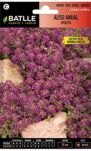 Semillas de Flores - Aliso Anual violeta - Batlle