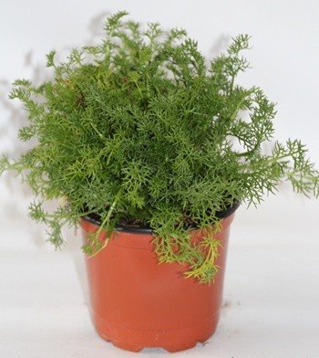 Sin marca Manzanilla (Maceta 10,5 cm Ø) - Planta Viva - Planta aromatica