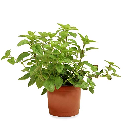 Sin marca Orégano (Maceta 10,5 cm Ø) - Planta Viva - Planta aromatica