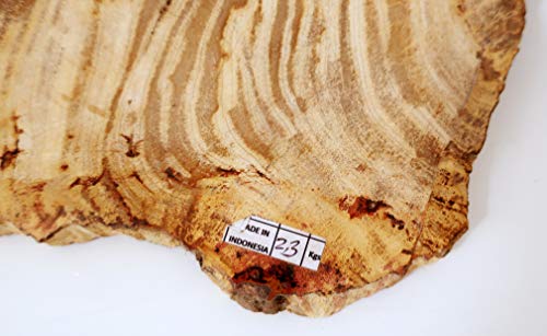 Slice de madera petrificada fósiles 34 cm de alto, 23 cm de ancho, peso 2,7 kg