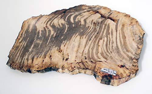 Slice de madera petrificada fósiles 34 cm de alto, 23 cm de ancho, peso 2,7 kg
