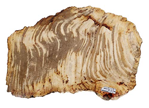 Slice de madera petrificada fósiles 34 cm de alto, 23 cm de ancho, peso 2,7 kg