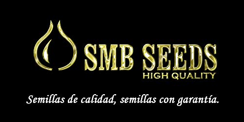 Smb Seeds Amensia Silver. Semillas Feminizadas Autofloreciente. Pack de 3 semillas + regalo sorpresa.