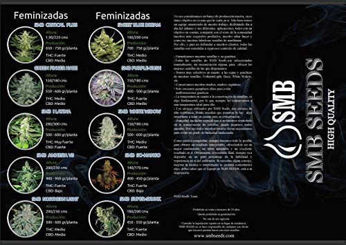Smb Seeds Amensia Silver. Semillas Feminizadas Autofloreciente. Pack de 3 semillas + regalo sorpresa.