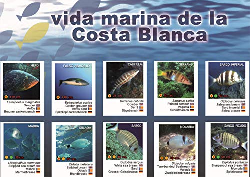 Snorkel en la Costa Blanca