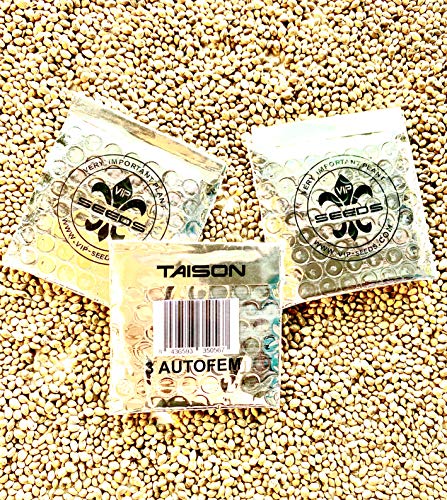 TAISON Paquete 3 semillas AUTOFLORECENTES