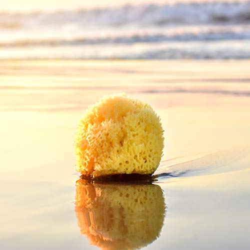 tom&pat® Esponja Natural Grass – Esponja de baño del mar Mediterráneo – Primera Calidad (15-16 cm)