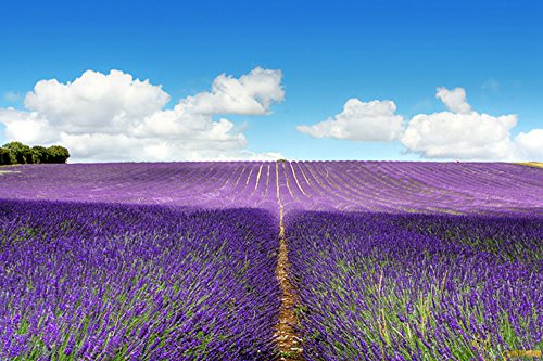 TooGet Flores Naturales de Lavanda Brotes de Lavanda Seca, Artesanías de Bricolaje, Bolsitas, Jabón, Baños Fragancia Fresca - 115g