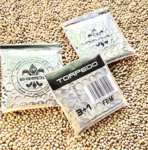 TORPEDO FEM 3+1 Paquete de 3 semillas mas 1 de regalo