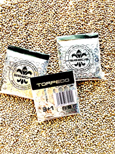 TORPEDO FEM 3+1 Paquete de 3 semillas mas 1 de regalo