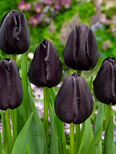 Tulipa 'Queen of Night' 50 PCS (Negro) [Bulbos de flores de primavera] BOMBILLAS DE FLORES SOSTENIBLES - Amsterdam Flower Bulbs Online ®