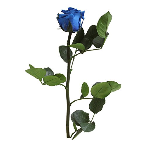 Verdissimo Rosa Preservada en Estuche de Regalo Tamaño Cabeza Mini, Altura 30 cm, Azul Fuerte