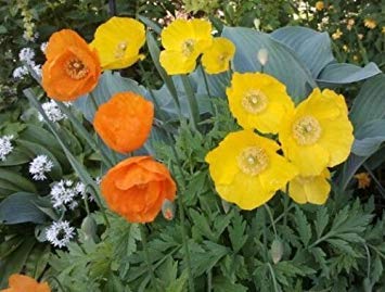 VISA STORE Enfriar el puerto de Gales, 103 semillas, amarillo y naranjas florece en la sombra